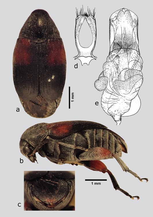 M. janzeni (macho), a) dorsal, b) lateral, c) pigidio, d) l&oacute;bulos laterales, e) l&oacute;bulo medio. Dibujos tomados de Kingsolver & Johnson (1978).