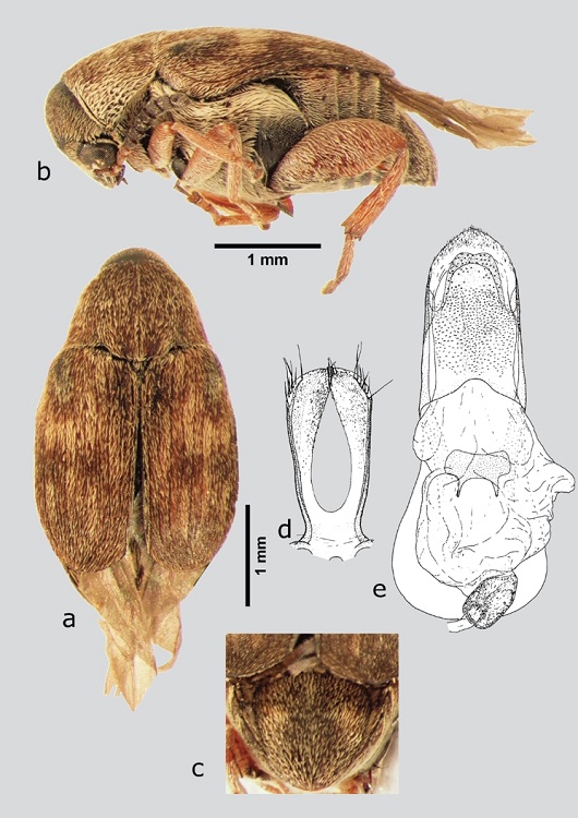 M. nubigens (macho), a) dorsal, b) lateral, c) pigidio, d) l&oacute;bulos laterales, e) l&oacute;bulo medio. Dibujos tomados de Kingsolver & Johnson (1978).