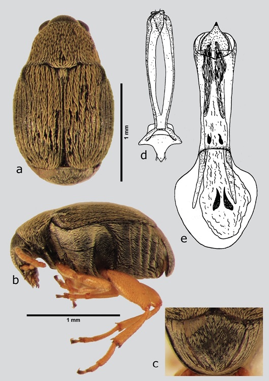A. idoneus (macho), a) dorsal, b) lateral, c) pigidio, d) l&oacute;bulos laterales, e) l&oacute;bulo medio. Dibujos tomados de Kingsolver (1965).