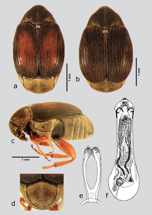 S. discolor (macho), a) dorsal (fase clara), b) dorsal (fase oscura), c) lateral, d) pigidio, e) l&oacute;bulos laterales, f) l&oacute;bulo medio. Dibujos tomados de Johnson & Kingsolver (1973).