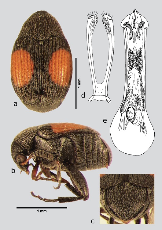 S. durangensis (macho), a) dorsal, b) lateral, c) pigidio, d) l&oacute;bulos laterales, e) l&oacute;bulo medio. Dibujos tomados de Johnson & Kingsolver (1973).