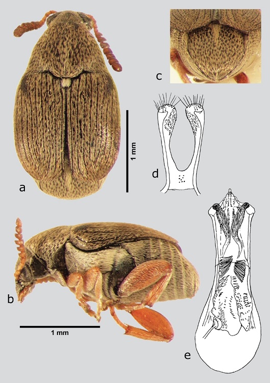 S. fallax (macho), a) dorsal, b) lateral, c) pigidio, d) l&oacute;bulos laterales, e) l&oacute;bulo medio. Dibujos tomados de Johnson & Kingsolver (1973).