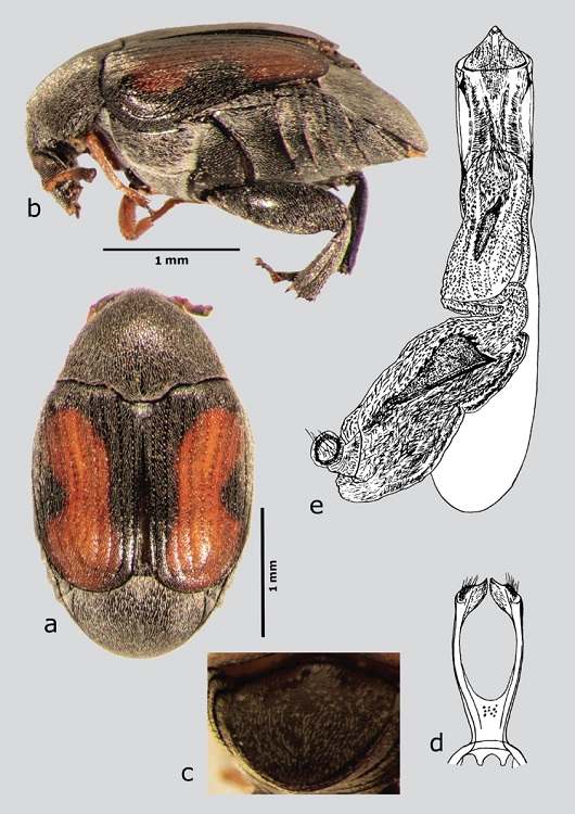 S. limbatus (macho), a) dorsal, b) lateral, c) pigidio, d) l&oacute;bulos laterales, e) l&oacute;bulo medio. Dibujos tomados de Johnson & Kingsolver (1976).