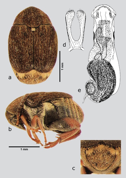 S. sordidus (macho), a) dorsal, b) lateral, c) pigidio, d) l&oacute;bulos laterales, e) l&oacute;bulo medio. Dibujos tomados de Johnson & Kingsolver (1976).