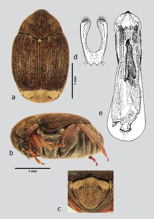 S. vachelliae (macho), a) dorsal, b) lateral, c) pigidio, d) l&oacute;bulos laterales, e) l&oacute;bulo medio. Dibujos tomados de Johnson & Kingsolver (1976).