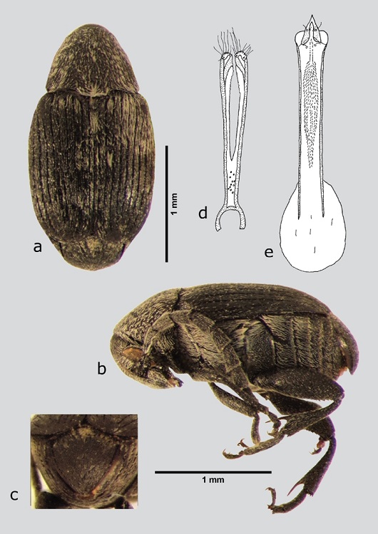 S. macrocerus (macho), a) dorsal, b) lateral, c) pigidio, d) l&oacute;bulos laterales, e) l&oacute;bulo medio. Dibujos tomados de Johnson (1976).