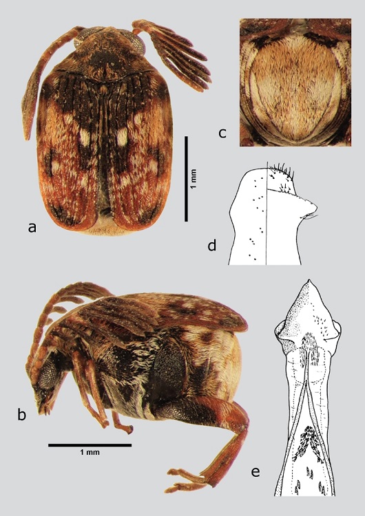 M. maculiventris (macho), a) dorsal, b) lateral, c) pigidio, d) l&oacute;bulos laterales, e) l&oacute;bulo medio. Dibujos tomados de Ter&aacute;n & Kingsolver (1977).