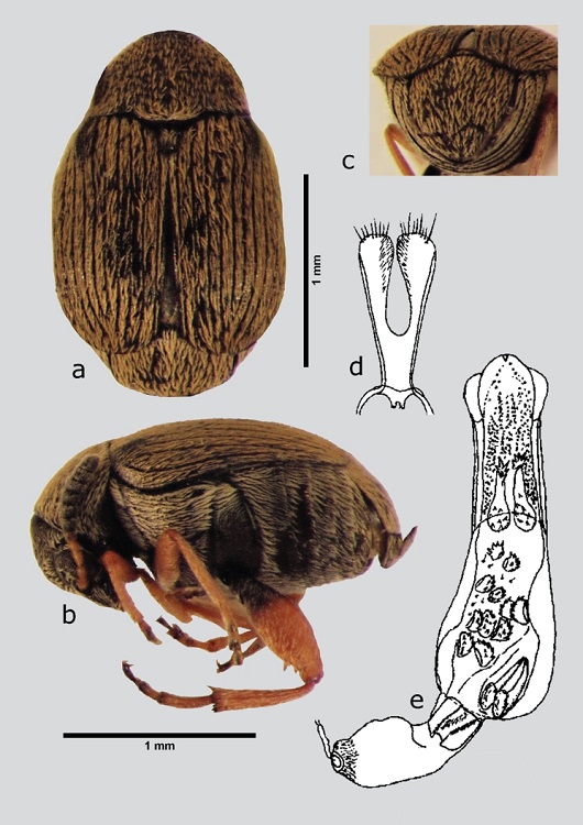 A. aequalis (macho), a) dorsal, b) lateral, c) pigidio, d) l&oacute;bulos laterales, e) l&oacute;bulo medio. Dibujos tomados de Kingsolver (2004).