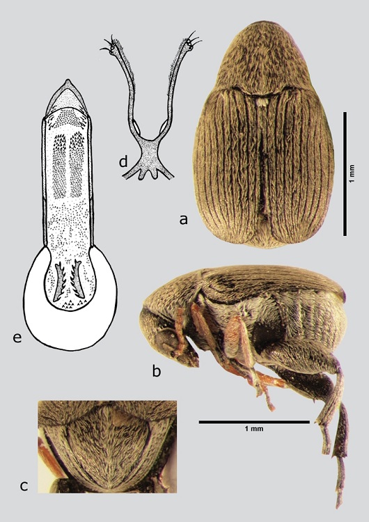 A. chiricahuae (hembra), a) dorsal, b) lateral, c) pigidio, d) l&oacute;bulos laterales, e) l&oacute;bulo medio. Dibujos tomados de Johnson (1983a).