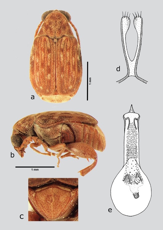 A. macrophthalmus (macho), a) dorsal, b) lateral, c) pigidio, d) l&oacute;bulos laterales, e) l&oacute;bulo medio. Dibujos tomados de Johnson (1983a).