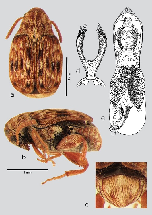 A. mexicanus (macho), a) dorsal, b) lateral, c) pigidio, d) l&oacute;bulos laterales, e) l&oacute;bulo medio. Dibujos tomados de Johnson (1983a).