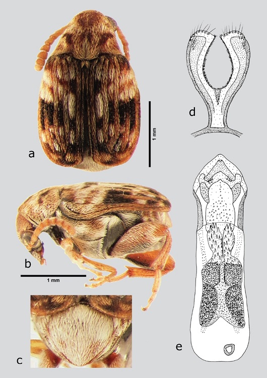 A. speciosus (macho), a) dorsal, b) lateral, c) pigidio, d) l&oacute;bulos laterales, e) l&oacute;bulo medio. Dibujos tomados de Johnson (1983a).
