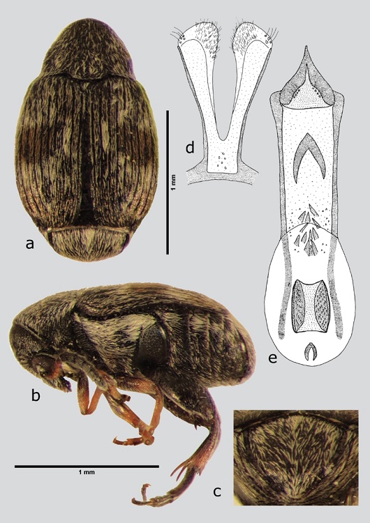 A. stylifer (macho), a) dorsal, b) lateral, c) pigidio, d) l&oacute;bulos laterales, e) l&oacute;bulo medio. Dibujos tomados de Johnson (1983a).