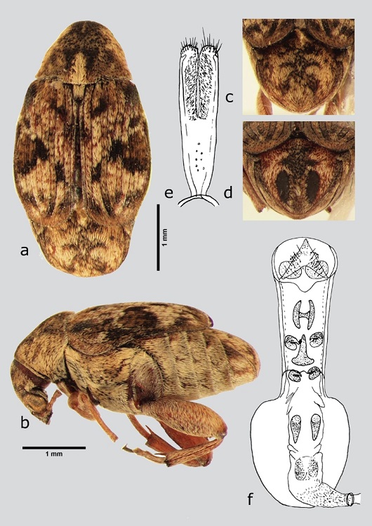 A. atratus (macho), a) dorsal, b) lateral, c) pigidio, d) pigidio (hembra), e) l&oacute;bulos laterales, f) l&oacute;bulo medio. Dibujos tomados de Kingsolver (1986).