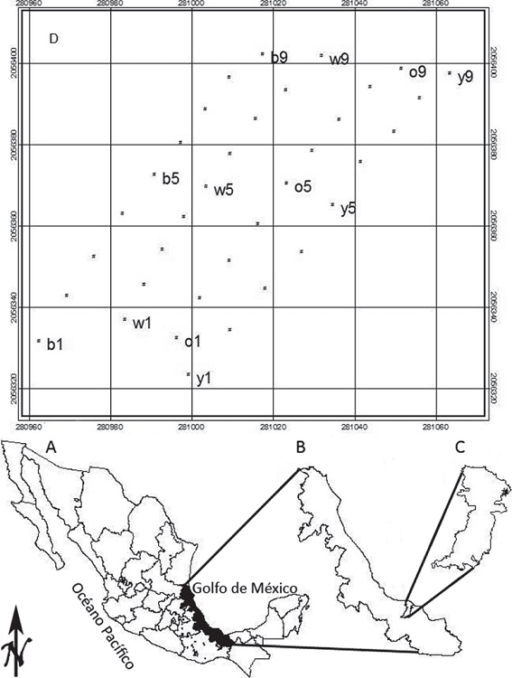 &Aacute;rea de estudio y dise&ntilde;o de los transectos de trampas pitfall y pitlight. Donde A: M&eacute;xico; B: Veracruz; C: Santiago Tuxtla. Las trampas se establecieron cada 10 m en cuatro transectos separados por 10 m entre s&iacute;, como se indica en la parte superior de la imagen: o, trampas pitfall; b, trampas pitlight con LED azules; w, con LED blancos; y c, con LED amarillos.