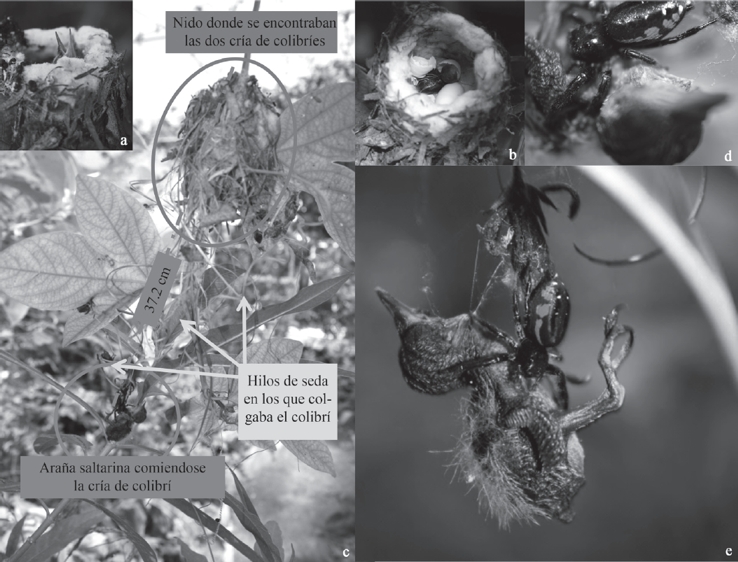 Consumo de un juvenil de Amazilia violiceps por Paraphidippus cf. aurantius, a) vista lateral del primero polluelo en eclosionar, b) vista desde arriba del nido, c) colibr&iacute; colgando fuera del nido sostenido por hilos de telara&ntilde;a, e) y d) ara&ntilde;a consumiendo al colibr&iacute; (fotograf&iacute;as: Mat&iacute;as Dom&iacute;nguez-Laso).