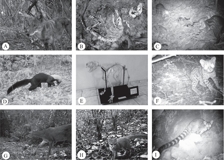 Especies de mamíferos registrados en Reservas Naturales Privadas. A) Canis latrans (ZOOTROPIC / G. Salazar), B) Didelphis virginiana (B. Escobar-Anleu), C) Cuniculus paca (ARNPG / B. Escobar-Anleu), D) Eira barbara (ARNPG / B. Escobar-Anleu), E) Puma concolor (J. Calderón Solís), F) Leopardus wiedii (ARNPG / B. Escobar-Anleu), G) Odocoileus virginianus (ARNPG / B. Escobar-Anleu), H) Urocyon cinereoargenteus (ARNPG / B. Escobar-Anleu), I) Bassariscus sumichrasti (ARNPG / B. Escobar-Anleu).