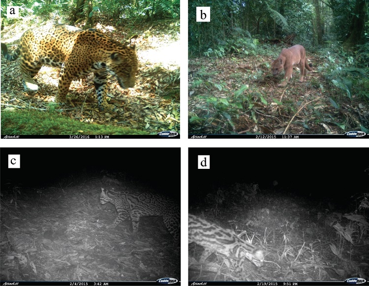 Felinos registrados en el bosque de niebla en La Esperanza, Santiago Comaltepec, Sierra Norte de Oaxaca. a) Panthera onca, b) Puma concolor, c) Leopardus pardalis y d) Leopardus wiedii.