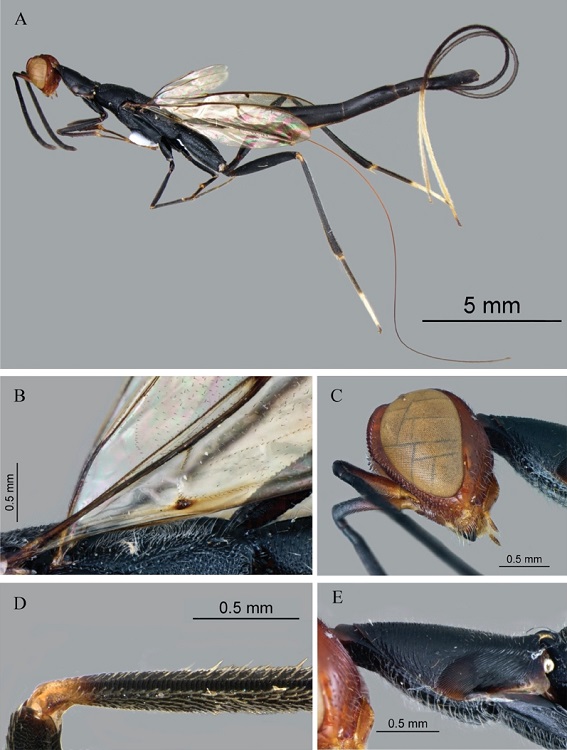 A) L. stephanoides Habitus; B) Basal cell of the forewing; C) Head; D) Detail of the rasplike structure in the hind tibia, and E) Area striolate of prothorax.