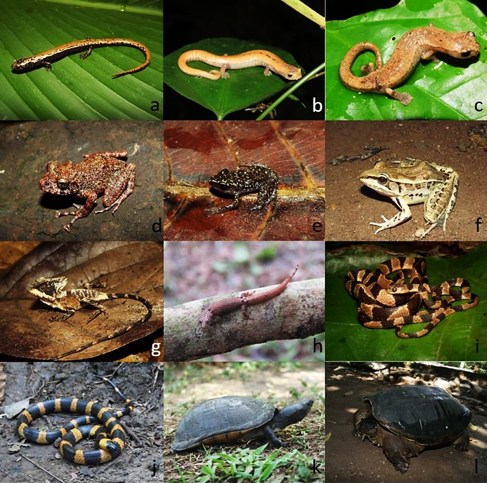 Especies de anfibios y de reptiles registradas en el &Aacute;rea de Protecci&oacute;n y Desarrollo de Ceratozamia, en alguna categor&iacute;a de riesgo de acuerdo con la Uni&oacute;n Internacional para la Conservaci&oacute;n de la Naturaleza o la Norma Oficial Mexicana NOM-059-SEMARNAT-2010 y en categor&iacute;as de vulnerabilidad ambiental media y alta. a= Bolitoglossa mexicana, b= Bolitoglossa platydactyla, c= Bolitoglossa rufescens, d= Craugastor alfredi, e= Eleutherodactylus leprus, f= Lithobates brownorum, g= Corytophanes hernandesii, h= Sphaerodactylus glaucus, i= Imantodes cenchoa, j= Tropidodipsas sartorii, k= Kinosternon leucostomum y l= Chelydra rosignonii.