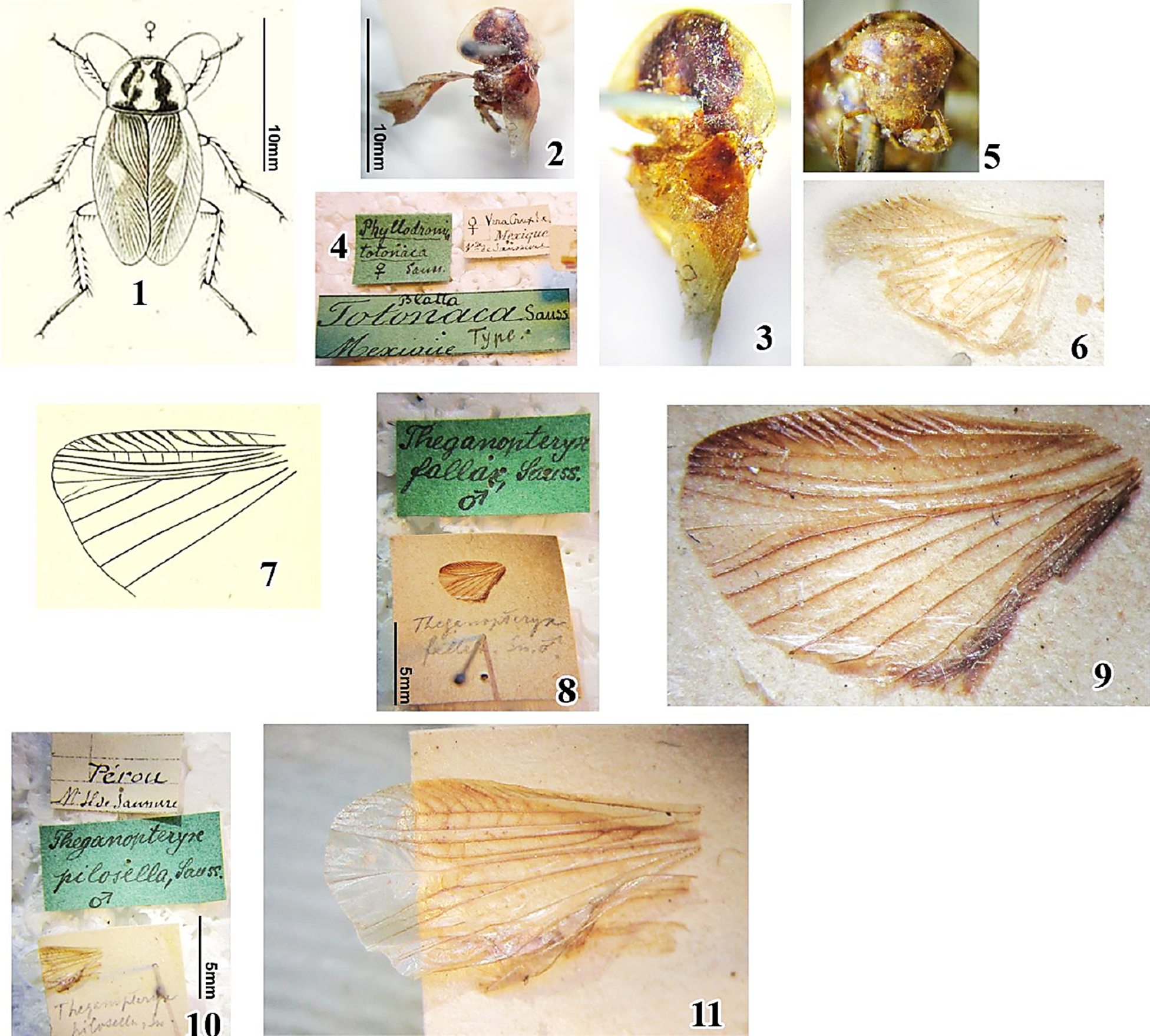 Blatta totonacaSaussure, 1862. 1- Figura retomada
							de Saussure, 1970. 2, 3- Vista
							dorsal Hembra tipo (2) aproximadamente a la misma escala que en la Figura 1; 4- Etiquetas; 5- Rostro; 6-
							Ala izquierda, montada en cartoncillo. 7-9. Ectobia
								(Theganopteryx) fallaxSaussure, 1869. 7- Esquema del
							&aacute;pice del ala izquierda, retomada de Shelford, 1913; 8, 9- Ala izquierda restante del macho tipo
							MHNG. 10, 11.Theganopteryx pilosellaSaussure & Zehntner, 1893,
							Ala izquierda restante del tipo MHNG.