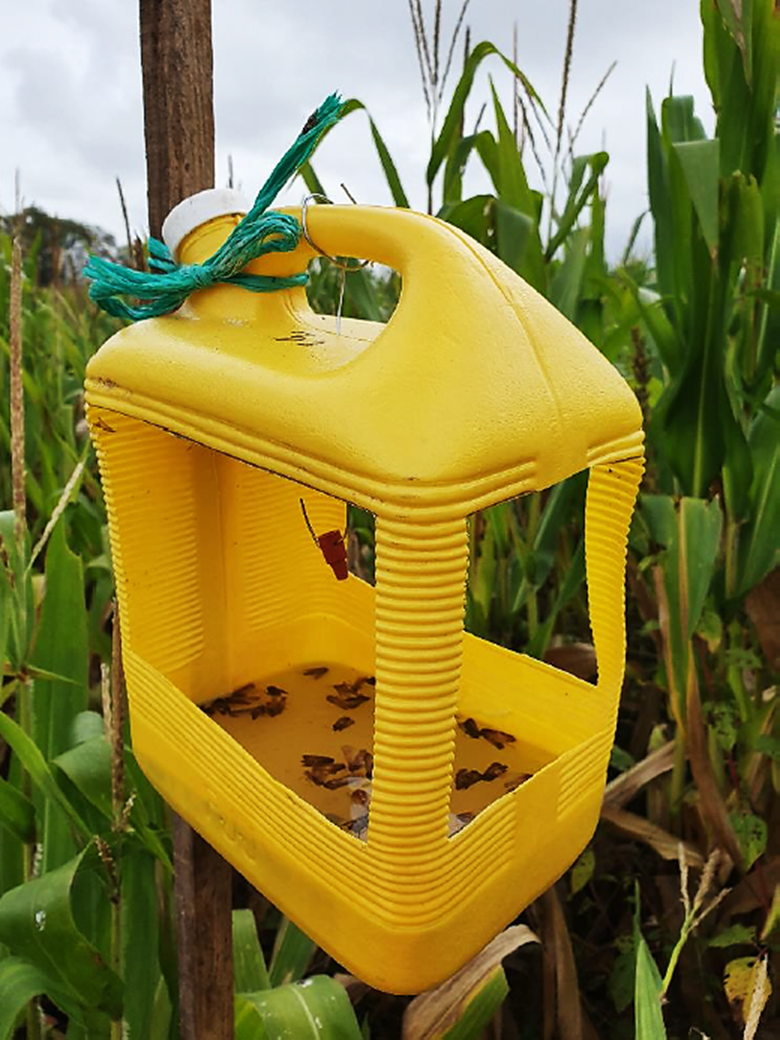 Trampa amarilla con el dispensador de feromona sexual instalada en campo cultivado de maíz.