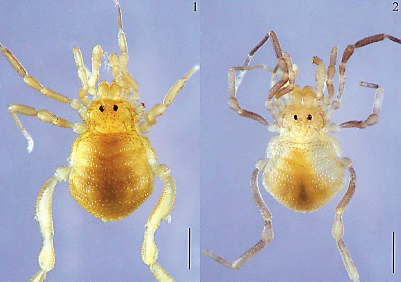 Ethobunus oaxacensis sp. nov. habitus dorsal. 1)
							male holotype; 2) female paratype (CNAN-T01380). Scale bars: 0.5
							mm.
