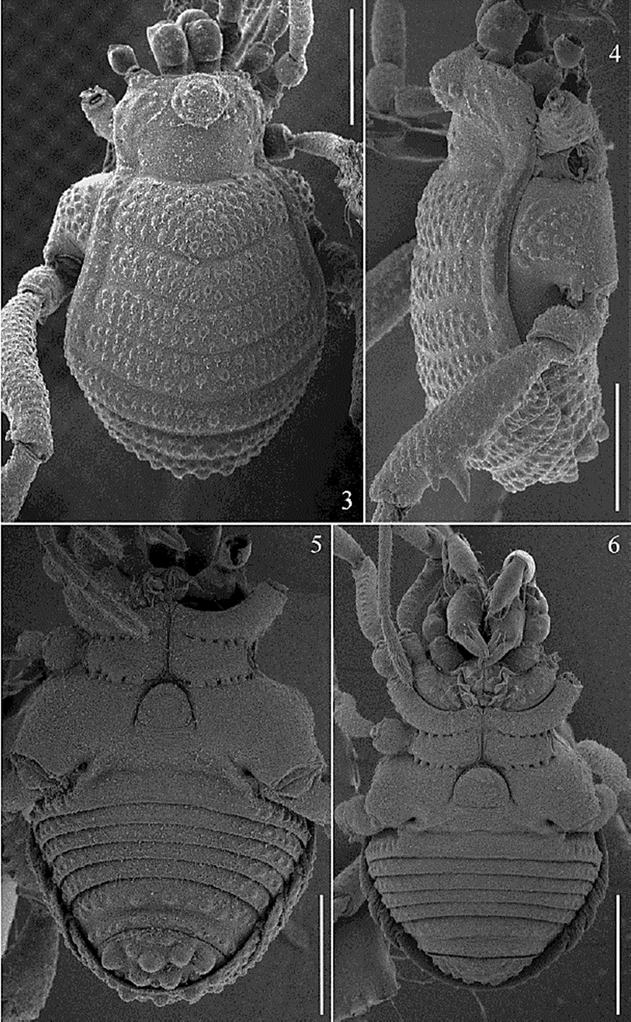 Ethobunus oaxacensis sp. nov., SEM habitus and
							venter. 3) dorsal male paratype (CNAN-T01381); 4) lateral, same
							specimen; 5) venter, same specimen; 6) venter, female paratype
							(CNAN-T01381). Scale bars: 3, 4 = 0.5 mm, 5, 6 = 250 &micro;m.