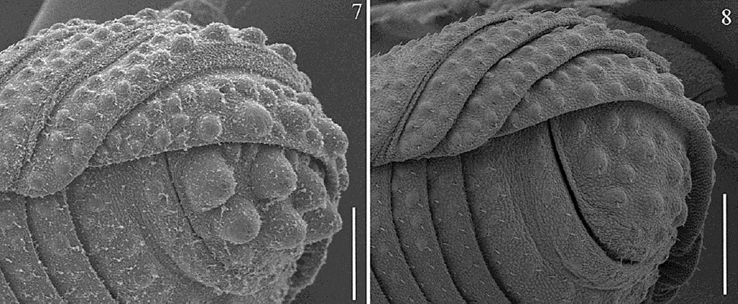 Ethobunus oaxacensis sp. nov., SEM anal plate. 7)
							male paratype (CNAN-T01381); 8) female paratype (CNAN-T01381). Scale
							bars: 200 &micro;m.