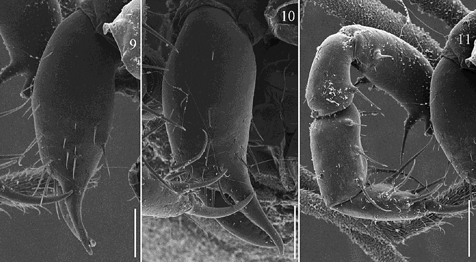 Ethobunus oaxacensis sp. nov., SEM chelicera and
							pedipalp of male paratype (CNAN-T01381). 9) mesal chelicera; 10) frontal
							chelicera; 11) mesal pedipalp. Scale bars = 9, 10: 100 &micro;m, 11: 150
							&micro;m.