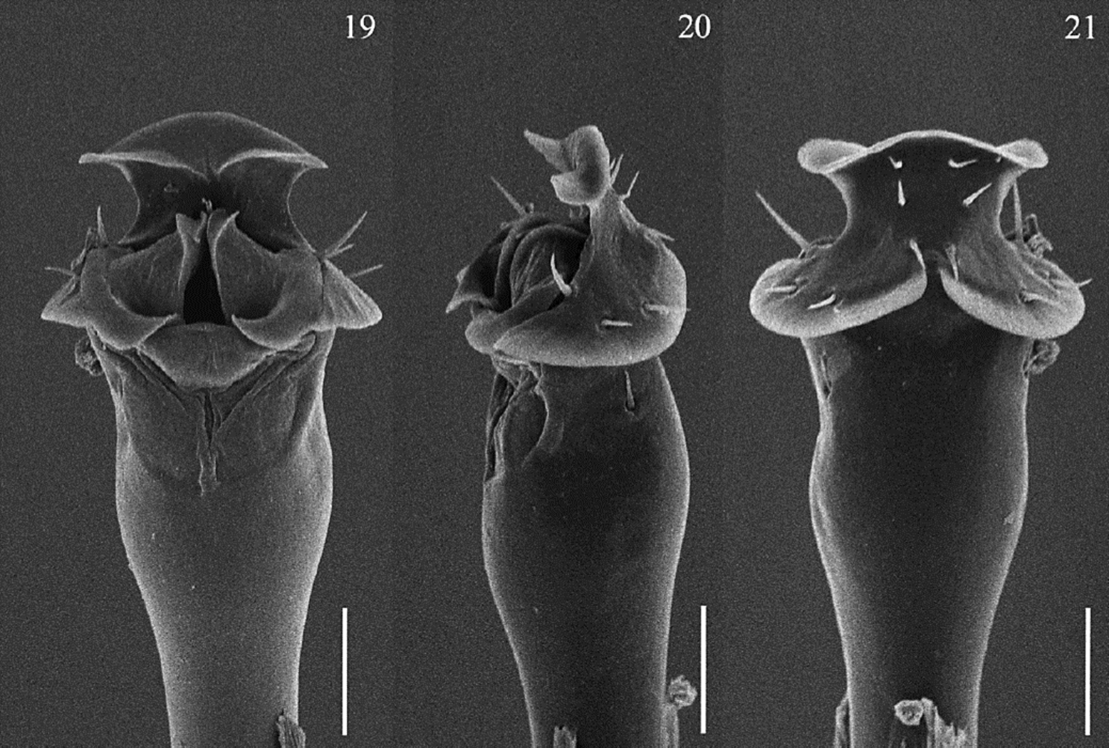 Ethobunus oaxacensis sp. nov., SEM male genitalia of
							male paratype (CNAN-T01381). 19) dorsal; 20) lateral; 21) ventral. Scale
							bars: 50 &micro;m.