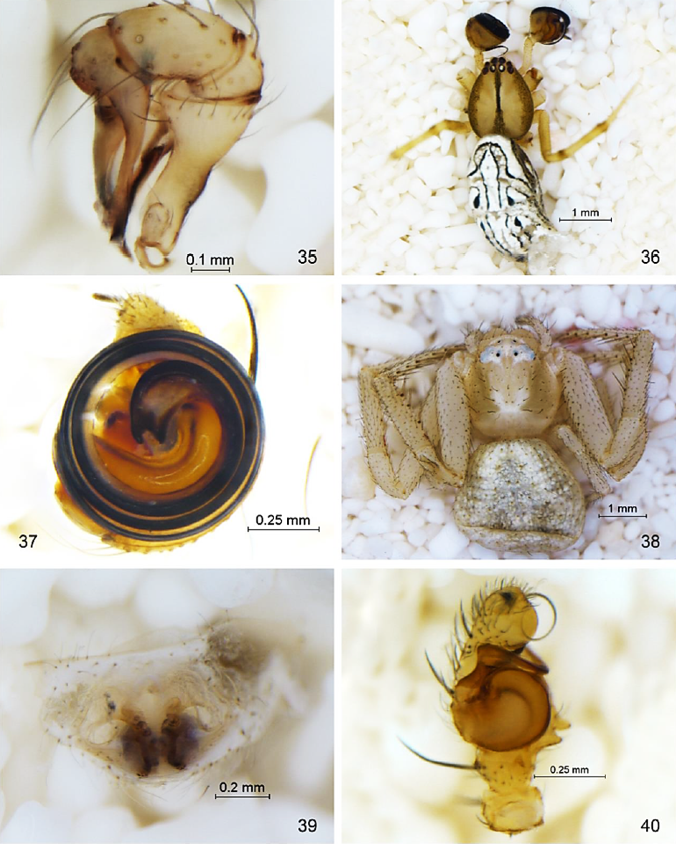 Psilochorus imitatus: 35) Pedipalpo del macho vista lateral. Latrodectus hesperus: 36) Macho vista dorsal, 37) Pedipalpo vista ventral. Mecaphesa coloradensis: 38) Hembra vista dorsal, 39) Epigineo vista ventral.