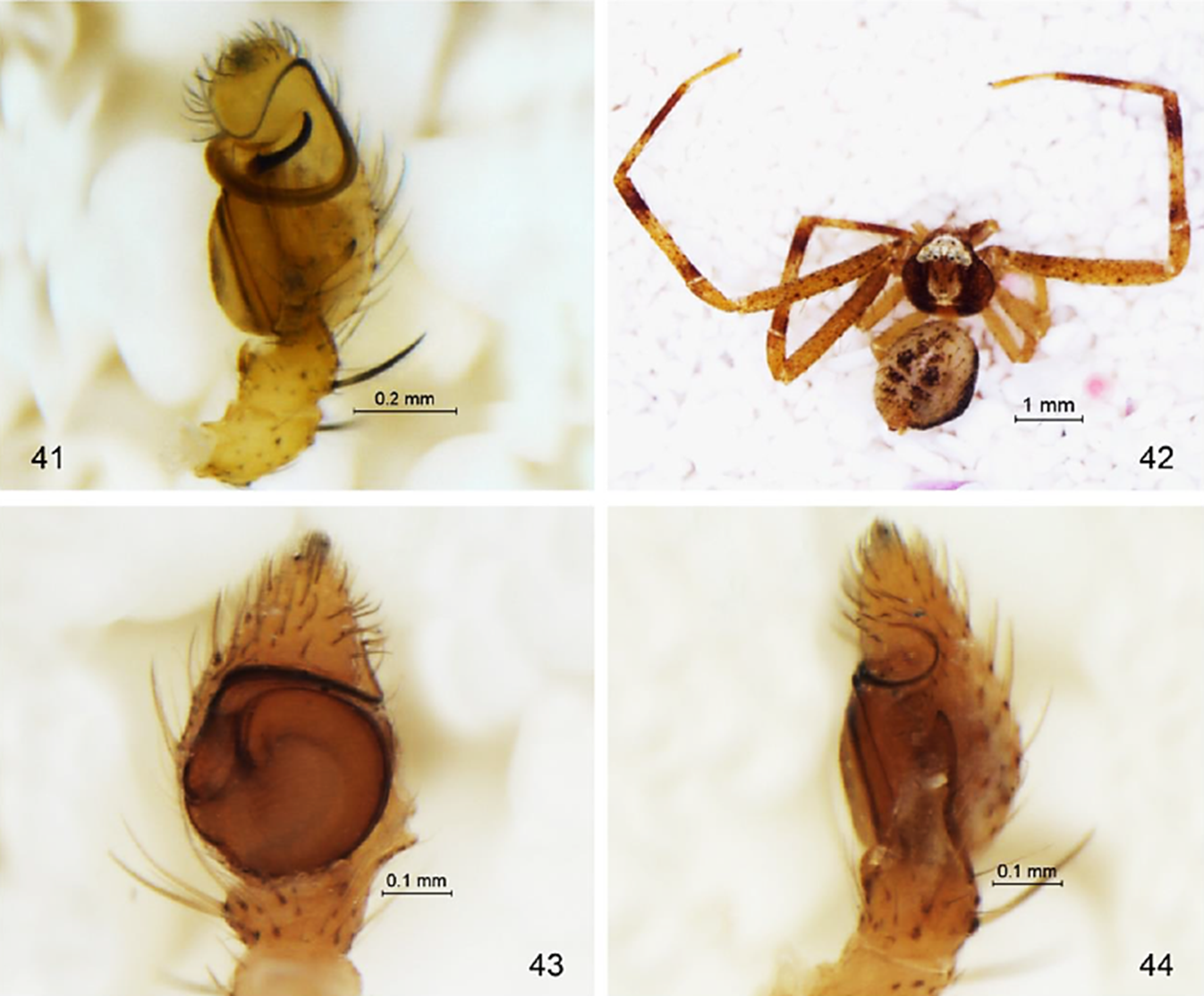 Mecaphesa coloradensis: 40) Pedipalpo vista dorsal, 41) Pedipalpo vista retrolateral. Mecaphesa rothi: 42) Macho vista dorsal, 43) Pedipalpo vista ventral, 44) Pedipalpo vista retrolateral.