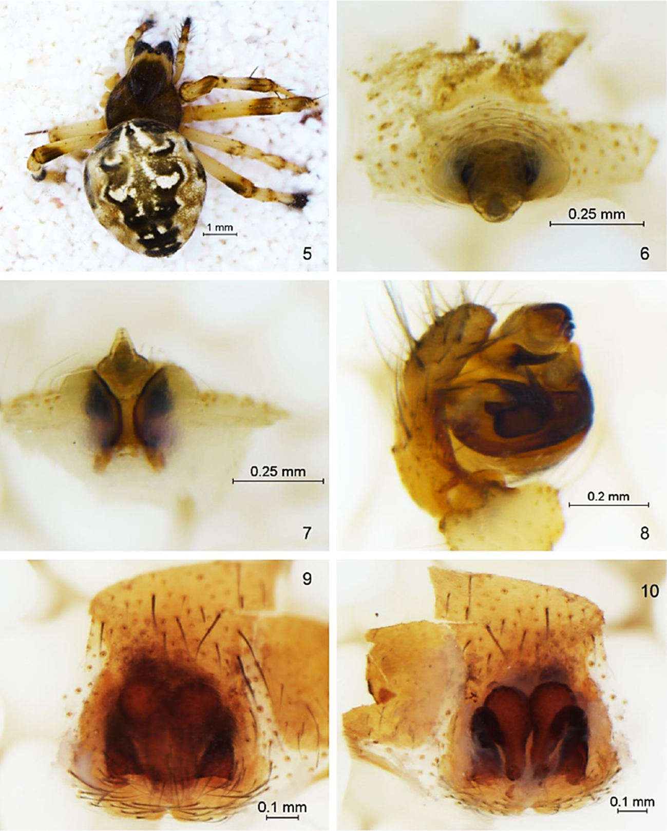 Metepeira arizonica: 5) Hembra vista dorsal, 6) Epigineo vista ventral, 7) Epigineo vista posterior, 8) Pedipalpo vista retrolateral. Castianeira variata: 9) Epigineo vista ventral, 10) Epigineo vista dorsal.