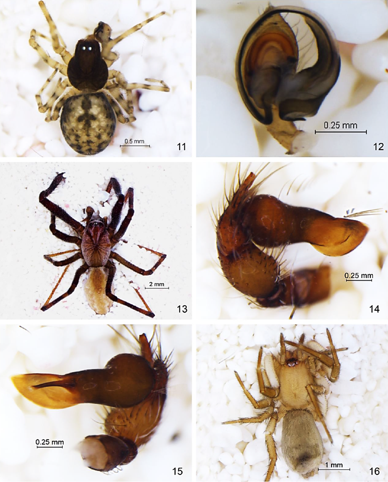 Dictyna sierra: 11) Macho vista dorsal, 12) Pedipalpo vista ventral. Diguetia imperiosa: 13) Macho vista dorsal, 14) Pedipalpo vista retrolateral, 15) Pedipalpo vista prolateral. Drassyllus mumai: 16) Macho vista dorsal.