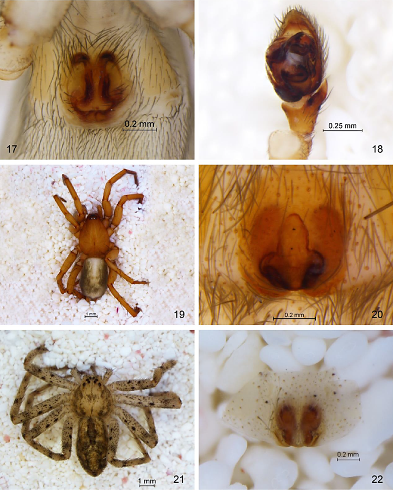 Drassyllus mumai: 17) Epigineo hembra vista ventral, 18) Pedipalpo vista ventral. Herpyllus ecclesiasticus: 19) Hembra vista dorsal, 20) Epigineo vista ventral. Apollophanes texanus: 21) Hembra vista dorsal, 22) Epigineo vista ventral.