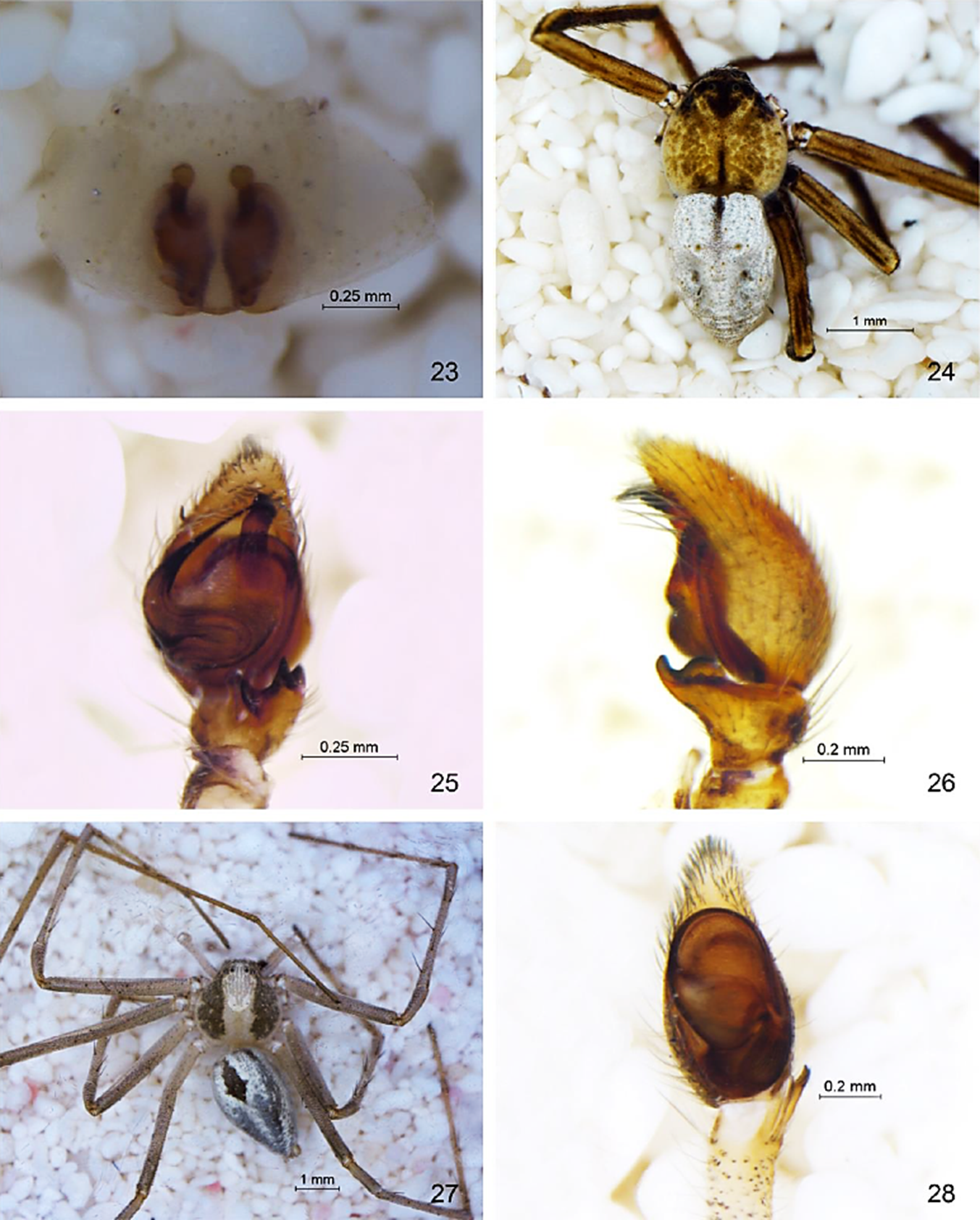 Apollophanes texanus: 23) Epigineo vista dorsal. Philodromus arizonensis: 24) Macho vista dorsal, 25) Pedipalpo vista dorsal, 26) Pedipalpo vista retrolateral. Titanebo dondalei: 27) Macho vista dorsal, 28) Pedipalpo vista ventral.