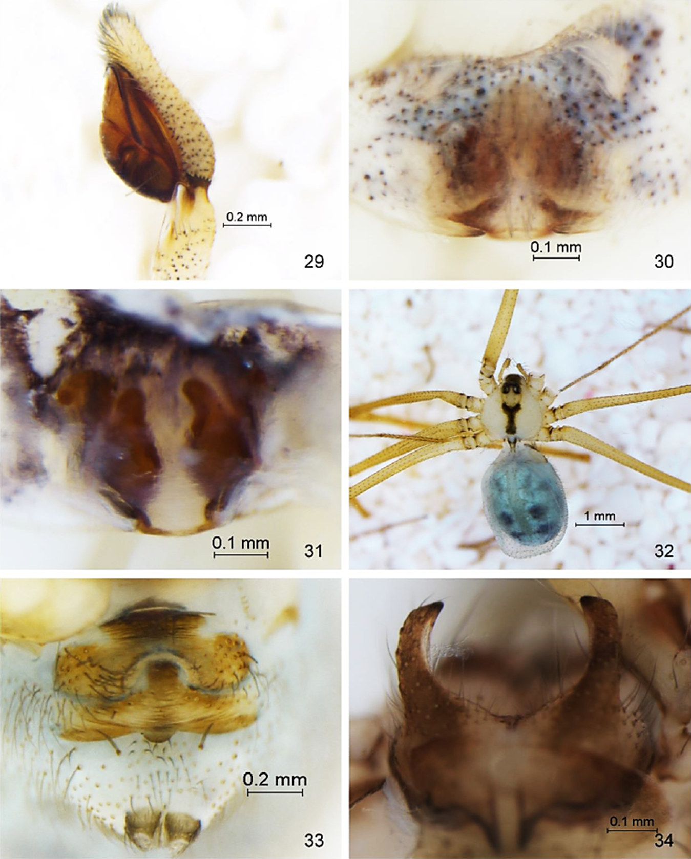 Titanebo dondalei: 29) Pedipalpo vista retrolateral, 30) Epigineo vista ventral, 31) Epigineo vista dorsal. Psilochorus imitatus: 32) Hembra vista dorsal, 33) Epigineo vista ventral, 34) Quel&iacute;ceros del macho vista frontal.