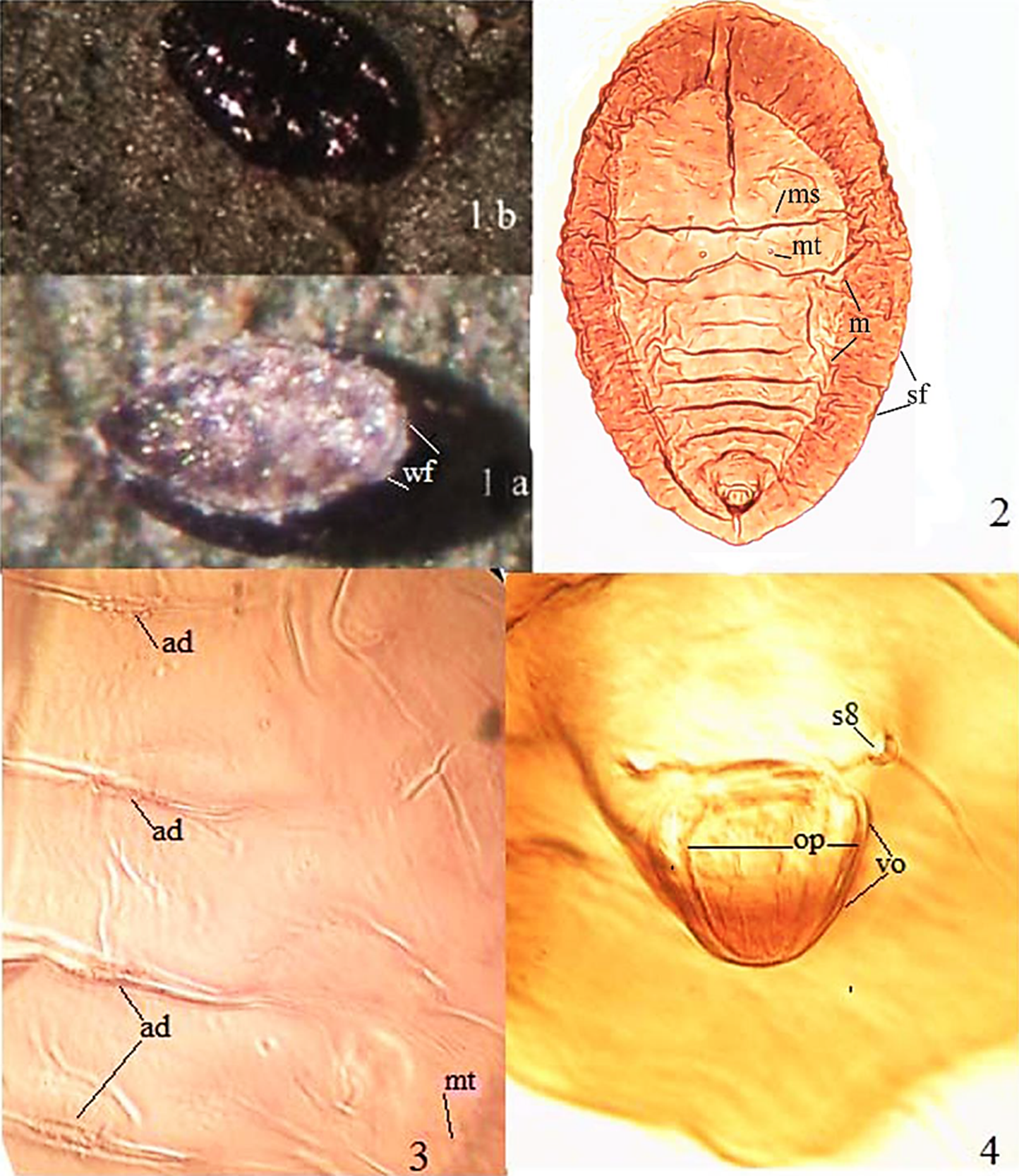 Aleuropleurocelus mixtecus Carapia-Ruiz sp. nov. 1) pupa in situ, (a) venter, (b) dorsum; 2) puparium (on slide); 3) detail of the abdomen; 4) vasiform orifice, ad = abdominal depression, m = margin, ms = mesothoracic seta, mt = metathoracic seta, op = operculum, sf = submarginal fold, s8 = base of dorsal seta A8, vo = vasiform orifice, wf = wax fringe.