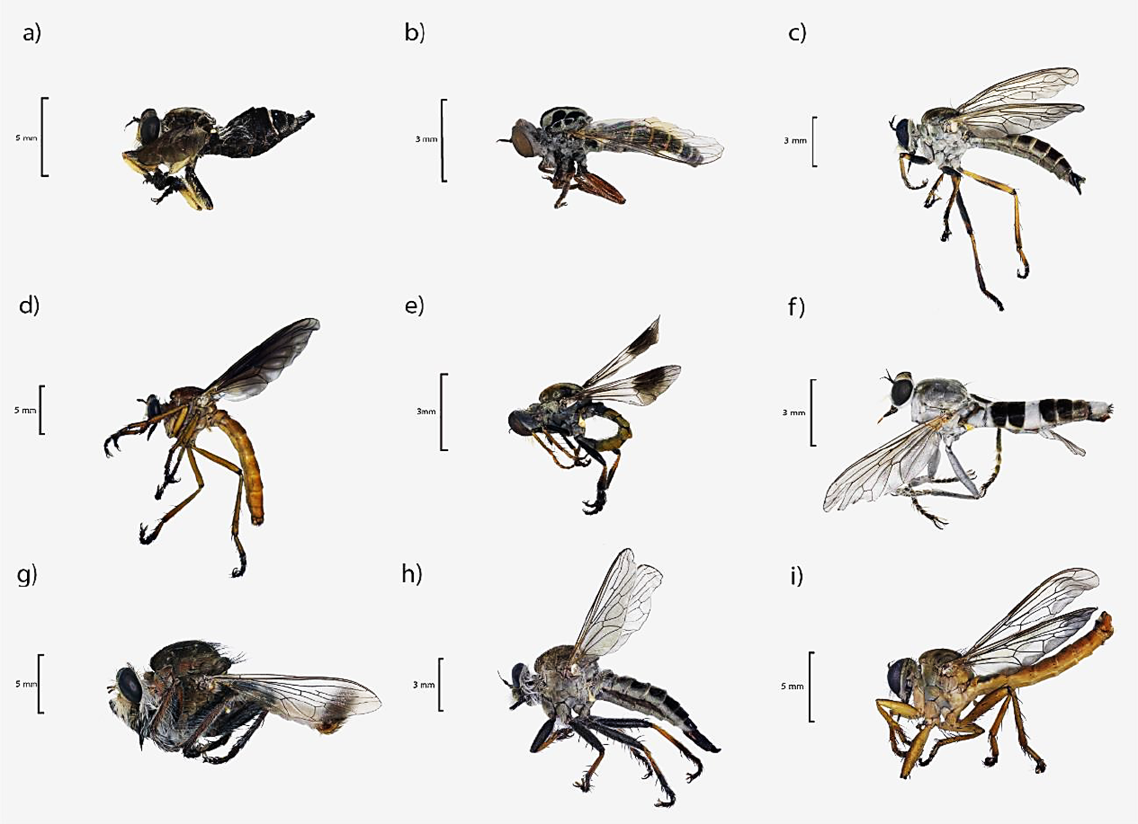 Asilidae specimens collected at &ldquo;El Salado&rdquo; in lateral view: a) Carreraomyia alpuyeca ♂, b) Itolia fascia ♀, c) Philonicus truquii ♂, d) Diogmites sallei ♀, e) Holopogon pulcher ♂, f) Stichopogon trifasciatus ♀, g) Efferia triton ♂, h) Efferia albibarbis ♀, i) Polacantha (E.) xanthocera ♂. All the photos taken by Bello-Morales.