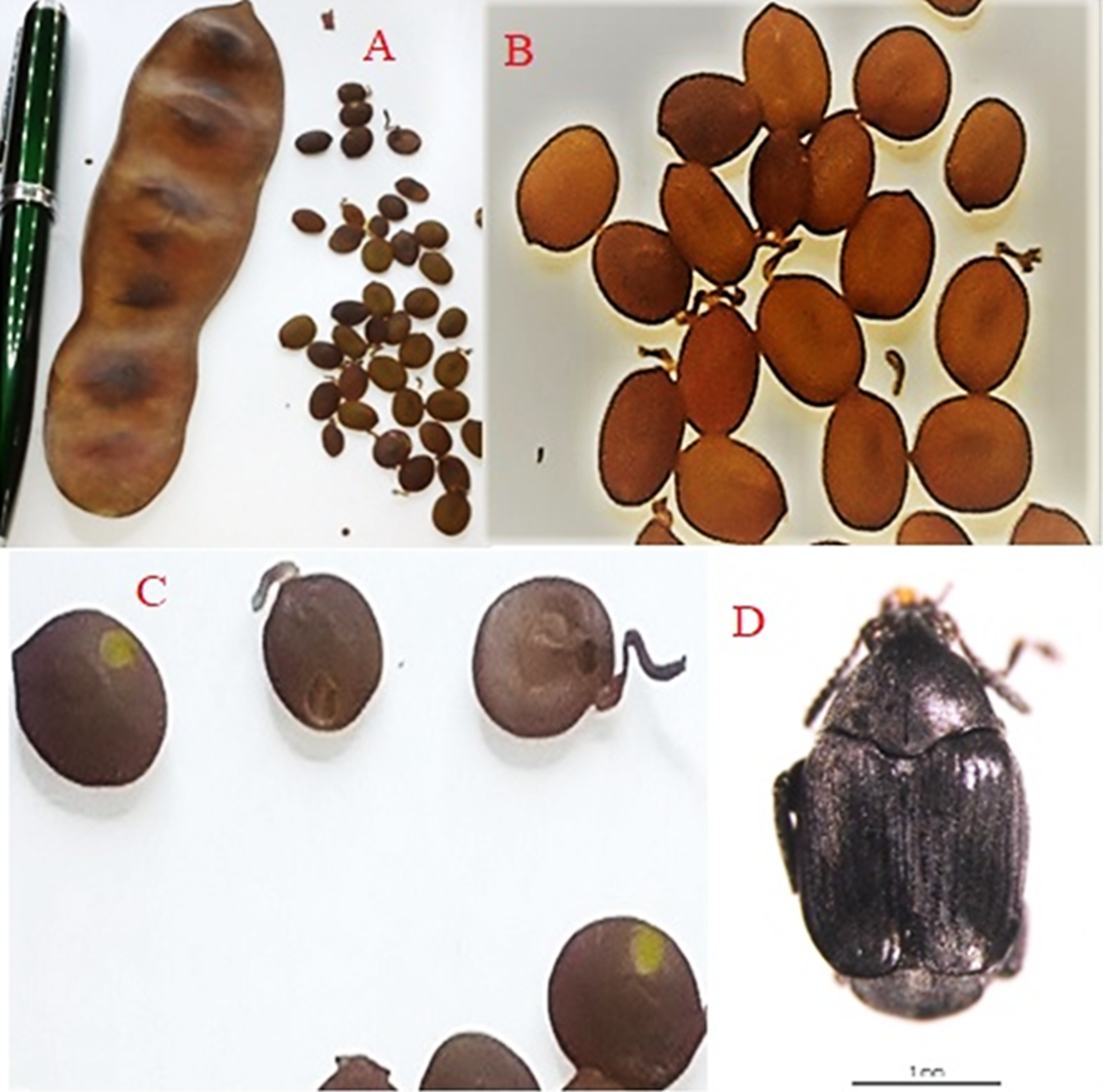 (A) Vainas y semillas de Senegalia polyphylla, (B) semillas sanas, (C) semillas con orificio de salida del insecto, (D) adulto de Stator aegrotus.