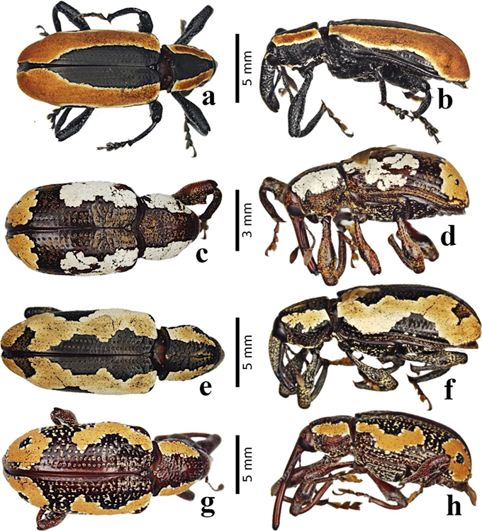 Nuevos registros de especies del g&eacute;nero Heilipus Germar para Colombia: a.Heilipus discoides, vista dorsal (♂) b.Heilipus discoides, vista lateral (♂) c.Heilipus draco, vista dorsal (♀) d.Heilipus draco, vista lateral (♀) e.Heilipus empiricus, vista dorsal (♂) f.Heilipus empiricus, vista lateral (♂) g.Heilipus guttiger, vista dorsal (♀) h.Heilipus guttiger, vista lateral (♀).