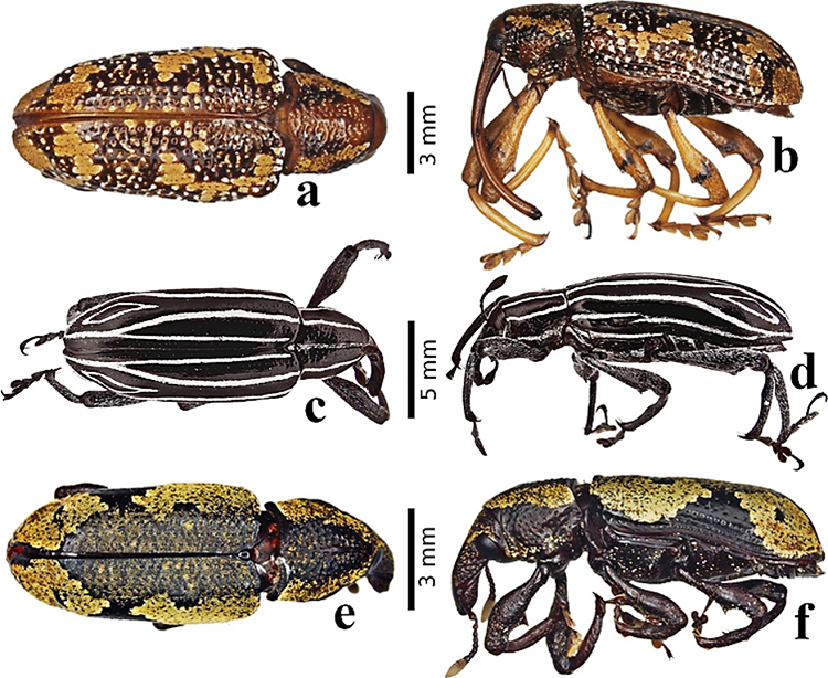 Nuevos registros de especies del g&eacute;nero Heilipus Germar para Colombia: a.Heilipus longirostris, vista dorsal (♂) b.Heilipus longirostris, vista lateral (♂) c.Heilipus osculatii, vista dorsal (♀) d.Heilipus osculatii, vista lateral (♀) e.Heilipus tetanicus, vista dorsal (♂) f.Heilipus tetanicus, vista lateral (♂).