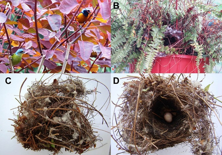 A) E. elegantissima female and male observed during the nestling phase, perching on a Euphorbia cotinifolia shrub at suburban site SB (April 2015). B) Nest SB3 constructed by this couple under hanging potted fern Nephrolepis exaltata, showing lateral entrance. C) Supra-posterior view of SB3 extracted nest. D) Superior view of the same nest after roof removal, showing an injured egg that never hatched. Photographers: C. Fragoso (A) and V. Sosa (B-D).