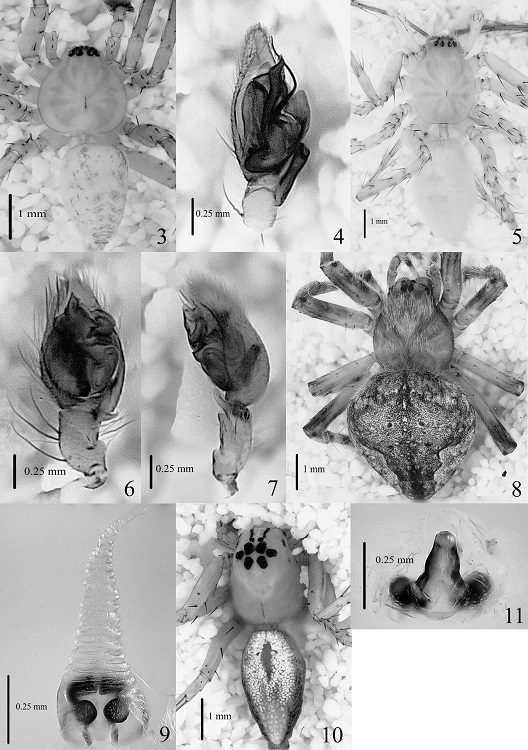Anyphaena cf. hespar 3) Macho en vista dorsal, 4) Pedipalpo en vista ventral; Anyphaena pacifica, 5) Macho en vista dorsal, 6) Pedipalpo en vista ventral, 7) Pedipalpo en vista retrolateral; Eustala rosae, 8) Hembra en vista dorsal, 9) Epigineo en vista ventral; Oxyopes salticus, 10) Hembra en vista dorsal, 11) Epigineo en vista ventral.