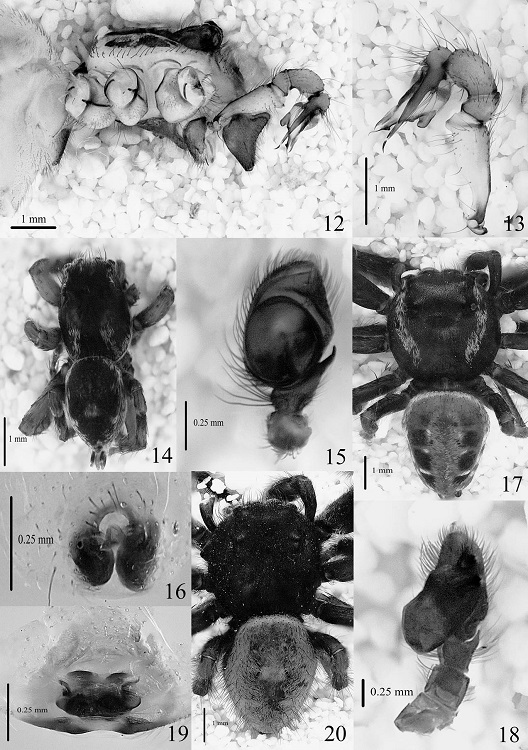 Ixchela abernathyi, 12) Macho en vista lateral, 13) Pedipalpo en vista retrolateral; Habronattus oregonensis, 14) Macho en vista dorsal, 15) Pedipalpo en vista ventral, 16) Epigineo en vista ventral; Paraphidippus aurantius, 17) Macho en vista dorsal, 18) Pedipalpo en vista ventral, 19) Epigineo en vista dorsal; Phidippus carneus, 20) Macho en vista dorsal.