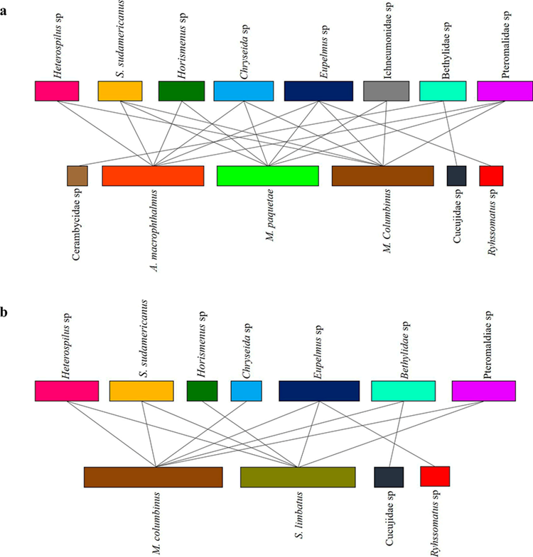 Antagonistic networks between herbivores and parasitoids associated with a) L. leucocephala and b) P. guachapele; each color represents a different species and the lines indicate the interaction between beetles and parasitoids.
