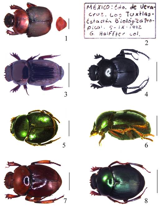 1) Vista dorsal de Canthon triangularis; 2) Etiquetas de colecta de Canthon triangularis; 3) Vista dorsal de Anomiopus cirulito; 4) Vista dorsal de Canthon lituratus; 5) Vista dorsal de Canthon morsei; 6) Vista lateral de Canthon morsei; 7) Vista dorsal de Canthon angustatus; 8) Vista dorsal de Canthon lucreciae. Escala= 2 mm. (Fotos ©F. Escobar-Hernández).
