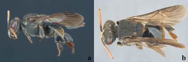 Hembra de Nannotrigona perilampoides. a) Vista lateral, b) Vista dorsal.