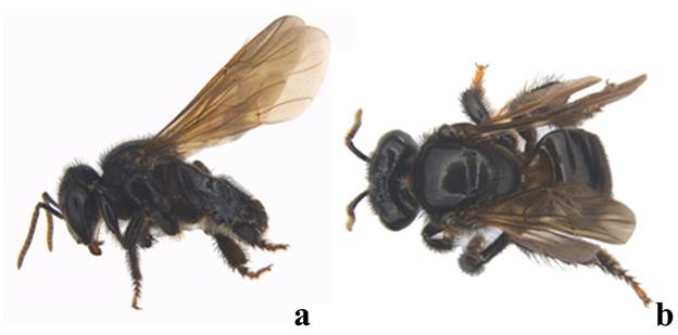 Hembra de Partamona bilineata. a) Vista lateral, b) Vista dorsal.